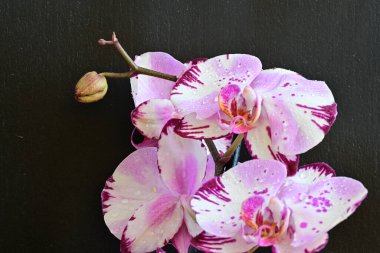 Siyah arka planda güzel pembe orkide çiçekleri