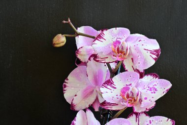 Siyah arka planda güzel pembe orkide çiçekleri