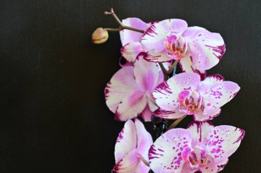 Siyah arka planda güzel pembe orkide çiçekleri