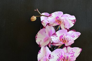 Siyah arka planda güzel pembe orkide çiçekleri