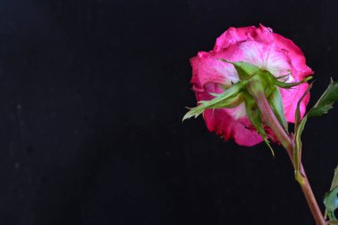 Koyu arkaplanda güzel pembe bir gül çiçeği                        