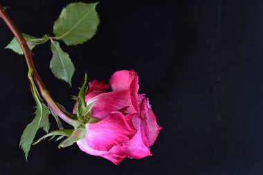 Koyu arkaplanda güzel pembe bir gül çiçeği                        