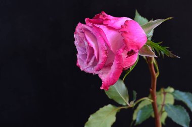 Koyu arkaplanda güzel bir gül