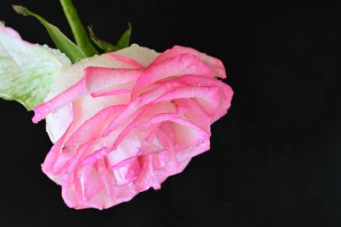 Koyu arkaplanda güzel bir gül