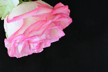 Koyu arkaplanda güzel pembe bir gül çiçeği                        