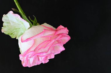 Koyu arkaplanda güzel pembe bir gül çiçeği                        