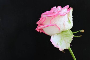 Koyu arkaplanda güzel bir gül