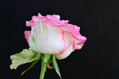 Koyu arkaplanda güzel pembe bir gül çiçeği                        