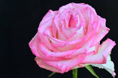 Koyu arkaplanda güzel pembe bir gül çiçeği                        