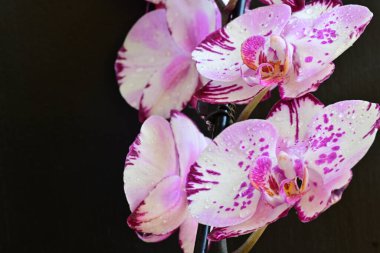 Siyah arkaplanda güzel pembe orkide çiçekleri 