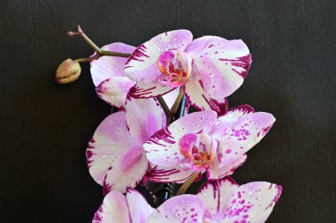 Siyah arkaplanda güzel pembe orkide çiçekleri 