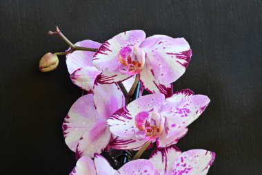 Siyah arkaplanda güzel pembe orkide çiçekleri 