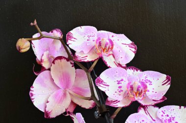 Siyah arkaplanda güzel pembe orkide çiçekleri 