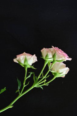 Koyu arkaplanda güzel pembe gül çiçekleri                      