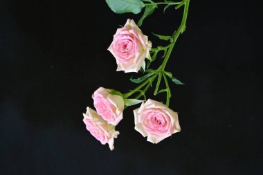 Koyu arkaplanda güzel pembe gül çiçekleri                      