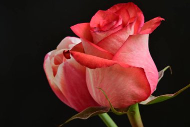 Güzel kırmızı gül ve siyah arkaplanda pembe lale.