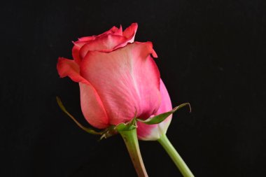 Güzel kırmızı gül ve siyah arkaplanda pembe lale.