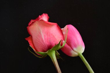 Güzel kırmızı gül ve siyah arkaplanda pembe lale.