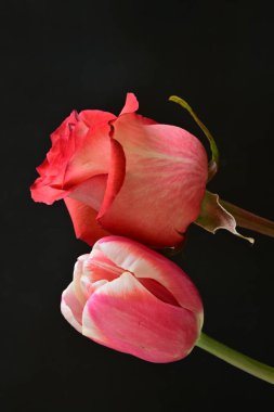 Güzel kırmızı gül ve siyah arkaplanda pembe lale.