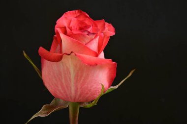 Koyu arkaplanda güzel pembe bir gül çiçeği                        