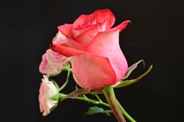 Koyu arkaplanda güzel pembe gül çiçekleri                      