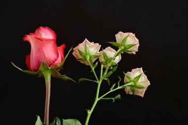 Koyu arkaplanda güzel güller, kapatın. 