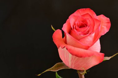 Koyu arkaplanda güzel pembe bir gül çiçeği                              