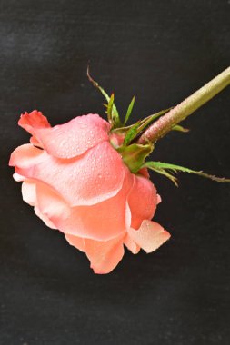 Koyu arkaplanda güzel pembe bir gül çiçeği                        