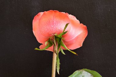 Koyu arkaplanda güzel pembe bir gül çiçeği                        