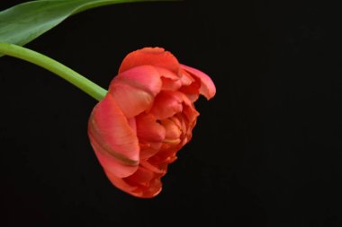 Siyah zemin üzerinde güzel kırmızı lale çiçeğinin yakın plan görüntüsü            