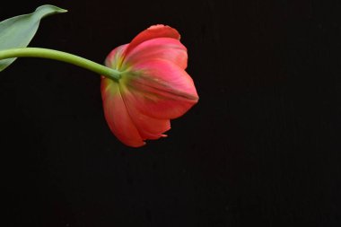 Siyah zemin üzerinde güzel kırmızı lale çiçeğinin yakın plan görüntüsü            