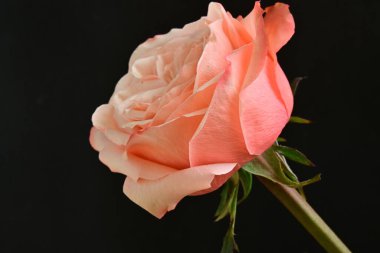 Koyu arkaplanda güzel pembe bir gül çiçeği                        