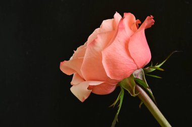 Koyu arkaplanda güzel pembe bir gül çiçeği                              