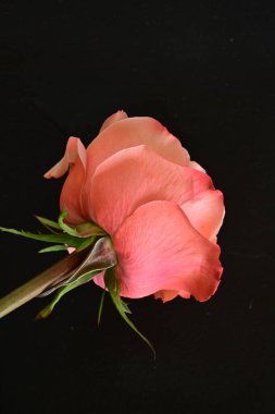 Koyu arkaplanda güzel pembe bir gül çiçeği                        