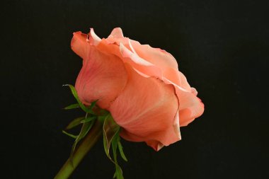 Koyu arkaplanda güzel pembe bir gül çiçeği                        