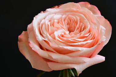 Koyu arkaplanda güzel pembe bir gül çiçeği                        