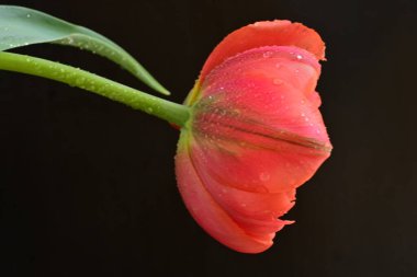 Siyah zemin üzerinde güzel kırmızı lale çiçeğinin yakın plan görüntüsü            