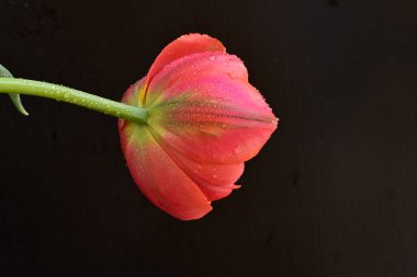 Siyah zemin üzerinde güzel kırmızı lale çiçeğinin yakın plan görüntüsü            