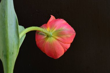 Siyah zemin üzerinde güzel kırmızı lale çiçeğinin yakın plan görüntüsü            