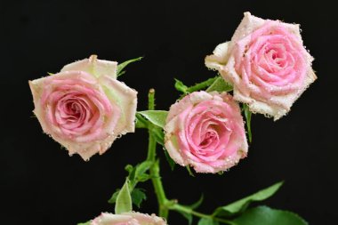 Koyu arkaplanda güzel pembe gül çiçekleri                      