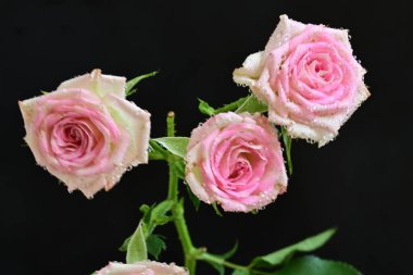 Koyu arkaplanda güzel pembe gül çiçekleri                      