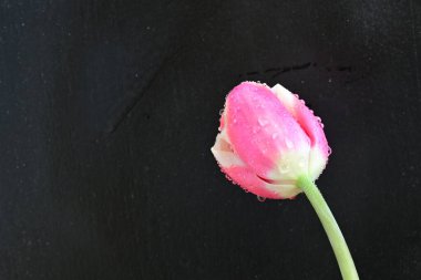 Siyah arka planda güzel pembe lale çiçeğinin yakın plan görüntüsü            