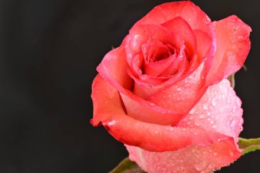 Koyu arkaplanda güzel pembe bir gül çiçeği                        