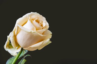 Koyu arkaplanda güzel açık gül çiçekleri                      