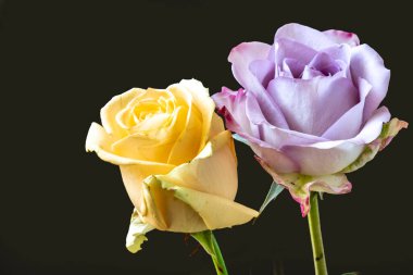 Siyah arka planda güzel yumuşak güller