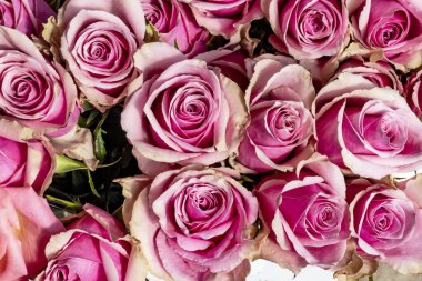 Güzel gül buketi arka planı, kapat. 