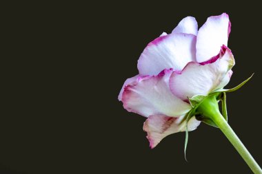 Koyu arkaplanda güzel bir gül, yaz konsepti, yakın görüş 