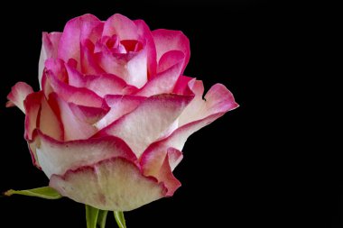 Koyu arkaplanda güzel pembe bir gül çiçeği                        