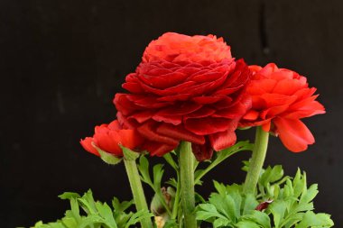 Koyu arkaplanda kırmızı ranunculus çiçeklerini kapat 