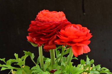 Koyu arkaplanda kırmızı ranunculus çiçeklerini kapat 